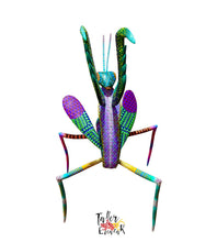 Load image into Gallery viewer, Mantis religiosa.

